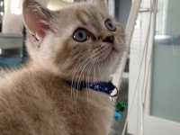 Erkek british shorthair