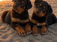 Alman Dişi 50 Günlük Rottweiler