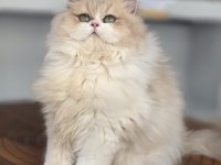 British Longhair Kedilerim