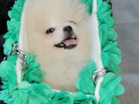 66 günlük pomeranian köpeği