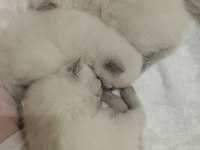 Çakır gözlü kar beyazı renk scottish fold
