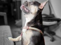 3 yaşında eğitimli blue tan quad french bulldog