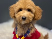 Poodle 3.5 aylık erkek