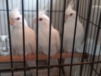 Kırmızı göz albino yavruları sultan papağanı