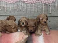 4 Yavru Maltipoo