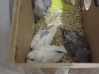 Yeni yem yemeye başlayacak muhabbet kuşlar