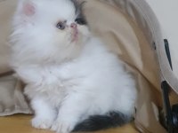 İran kedisi yavru