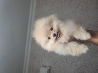 81 İle Güvenli Teslimat Pomeranian Yavrular