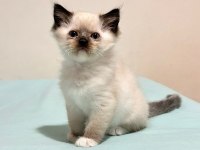 ŞECERELİ ŞAMPİYON ANNE BABANIN RAGDOLL BEBEKLERI