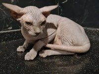 3 AYLIK YAVRU SFENKS KEDİLERİMİZE YUVA