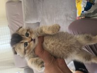 15 Mart doğumlu scottish fold yavru