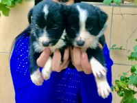 Zeka küpü border collie yavrularım