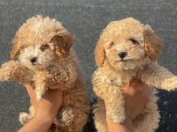 Bu güzel maltipoo yavrulardan sizinde olmasın mı?