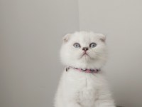 Harika dişi scottish fold yavru kedimiz