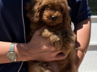 RED TOY POODLE
