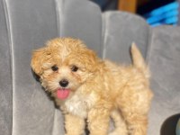 Veterinerden kontrollü F1 ve Kore maltipoo