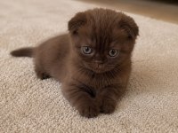 Özel Renk Çikolata Scottish Fold