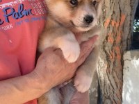 (SDK) çiftlikten japon akita inu yavrular