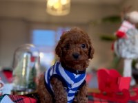 Toy Poodle Red Brown Kore Yavrularımız