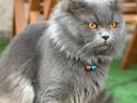 British longhair kedime kız arıyorum