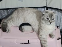 Scottish fold silver