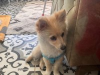 Pomeranian spitz