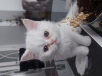 Beyaz british shorthair kardeşler yeni yuvalarını arıyor