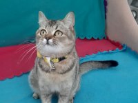 Black golden british shorthair prenses