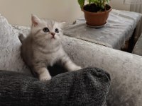 Tonton british shorthair yavrular