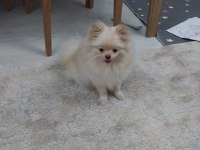 1 Yaş Dişi Pomeranian Boo