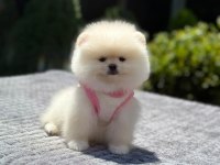 Sevimli Pomeranian Boo