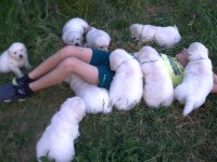 Golden Retriever Adrese Teslim Kapıda Ödeme Yapabilirsiniz