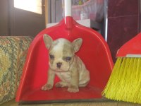 9 Ekim doğumlu french bulldog maviş bebekler