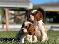 Evinizin Neşesi Cavalier King Charles Yavrularımız