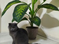Scottish Fold Kedimiz