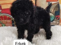 Black Poodle