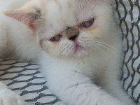 1 dişi ve 1 erkek exotic shorthair yavru
