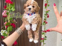 Maltipoo yavru