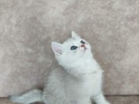 Minik british shorthair yavrulara yuva aranıyor