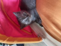 Erkek british shorthair 42 günlük