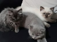 Zonguldak petshop cins kedimiz