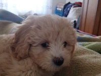4 AYLIK MALTİPOO