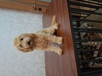 9 aylık dişi toy poodle