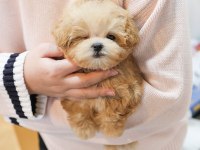 EN ÖZEL KORE GEN MALTİPOO BEBEKLERİMİZ
