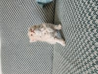 Safkan British Longhair Yavrular