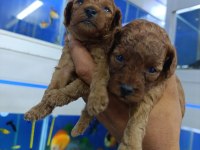 Red Brown Toy Poodle Bebekler