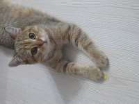7 aylık yavru british shorthair kedimiz
