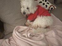 Afacan maltipoo erkek