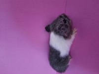 Sheltie guinea pig yavrumuz