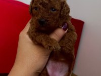 Minik poodle yavrularım rezerveye açık